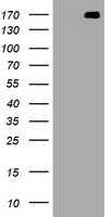 NEFH Antibody