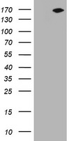 NEFH Antibody