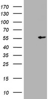 Vimentin Antibody
