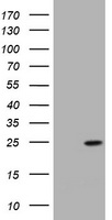 KRAS Antibody