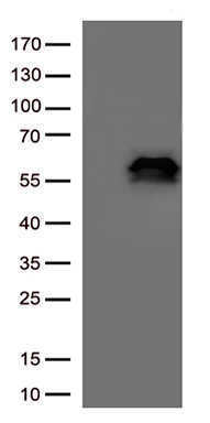 PTEN Antibody