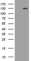 FGFR3 Antibody