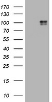 CD117 Antibody