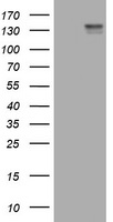CD117 Antibody
