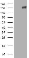 CD117 Antibody