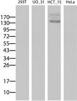 ABCB1 Antibody