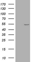 TYMP Antibody