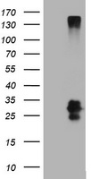 CD99 Antibody