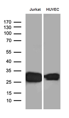 CD99 Antibody