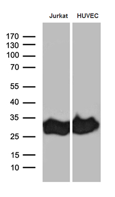 CD99 Antibody