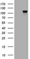 CTNND1 Antibody