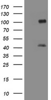 MAGEA9 Antibody