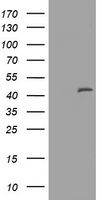 MAGEA3 Antibody
