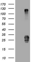 CD99 Antibody