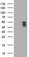 HOXD10 Antibody