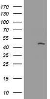 MAGEA3 Antibody