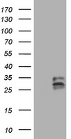 CD99 Antibody