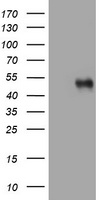 SPN Antibody