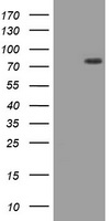 HIF3A Antibody
