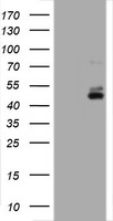 CD2 Antibody