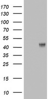 EMA Antibody