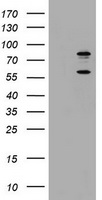TRIF Antibody