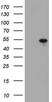 TBX19 Antibody