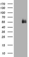 CD2 Antibody