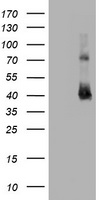 CD2 Antibody