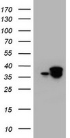 JUN Antibody