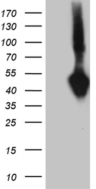 SUMF1 Antibody