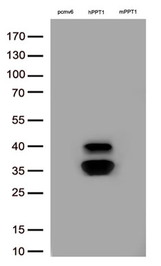 PPT1 Antibody