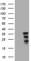 c-Jun Antibody