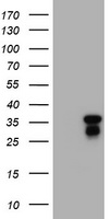 c-Jun Antibody