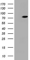 HBS1L Antibody