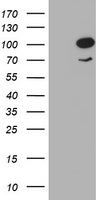 HBS1L Antibody