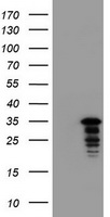 c-Jun Antibody