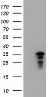 JUN Antibody