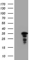 JUN Antibody
