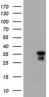 c-Jun Antibody