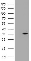 c-Jun Antibody