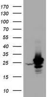 HSD17B8 Antibody