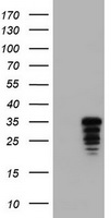 JUN Antibody