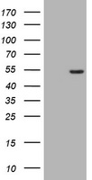 CD4 Antibody