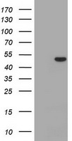 CD4 Antibody
