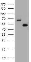CD4 Antibody