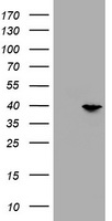 PRR11 Antibody