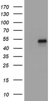CD4 Antibody