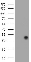 BCL10 Antibody