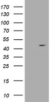 WDR74 Antibody